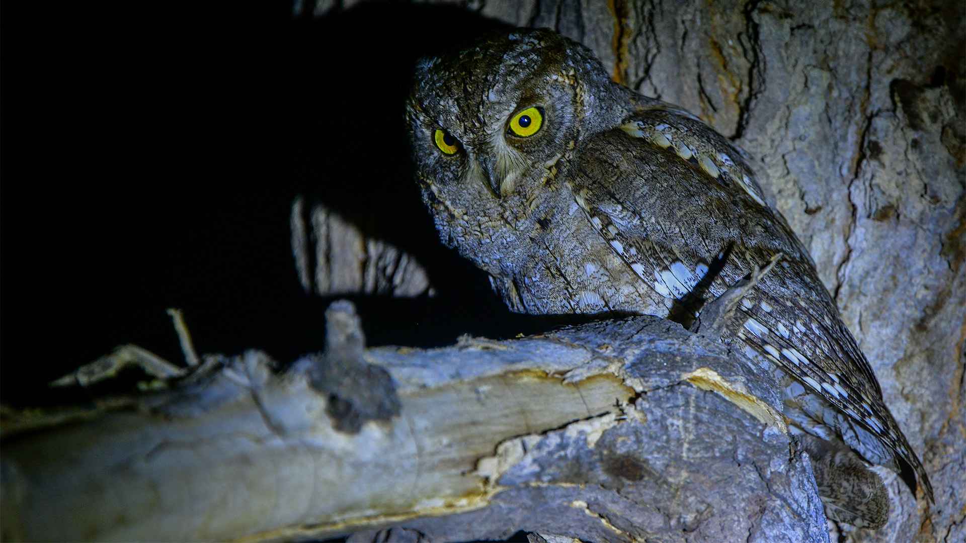 Eurasian Scops-Owl